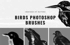 14种鸟类剪影Photoshop笔刷