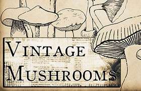 复古蘑菇图像PS笔刷