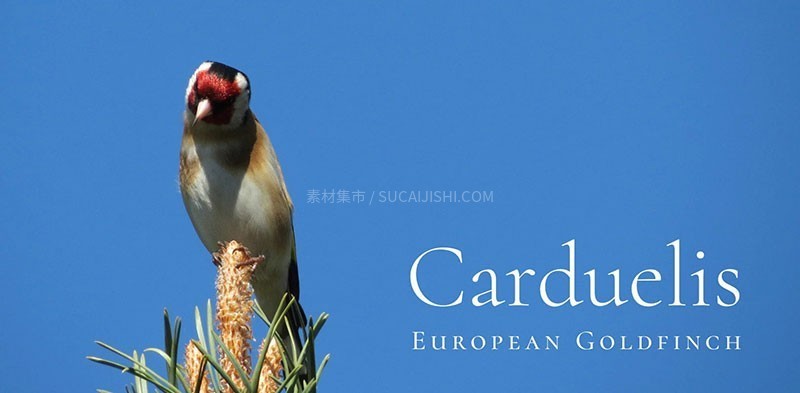 Cormorant���Ÿ��ų������壬��ѿ�����