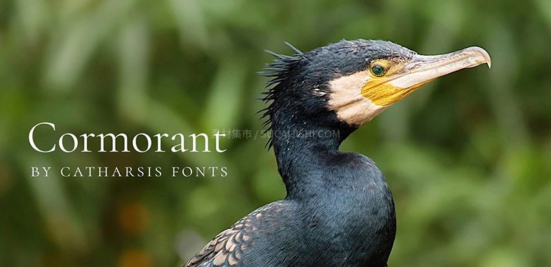 Cormorant���Ÿ��ų������壬��ѿ�����