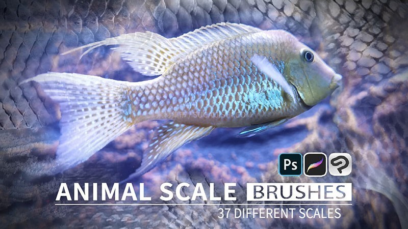 37֧ƬˢProcreatePSCSP