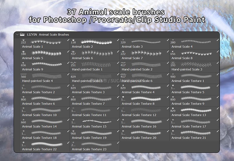 37֧ƬˢProcreatePSCSP