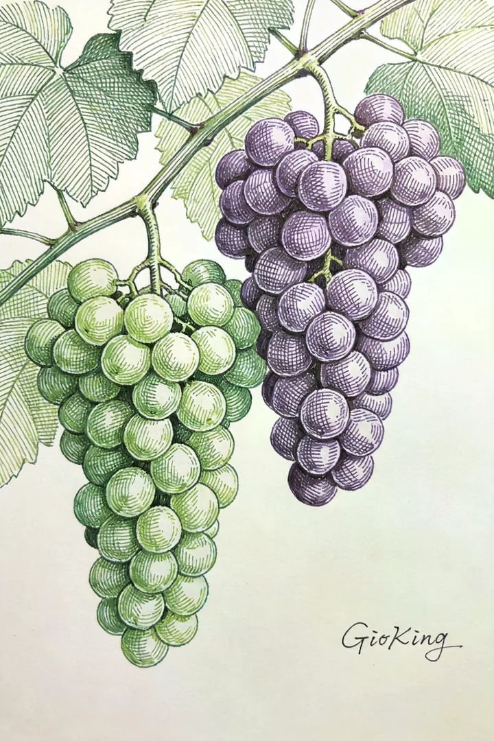 ���Ѹֱ����軭