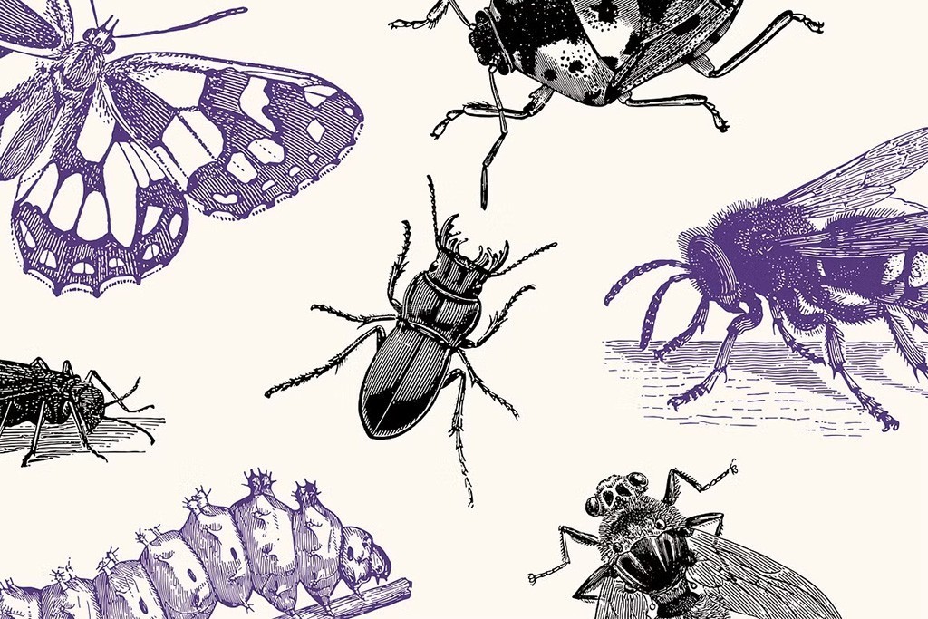 19世纪古籍修复昆虫AI矢量插画