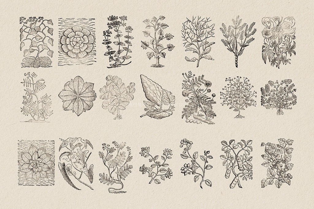 126幅复古植物铜版矢量插画 AI PNG格式