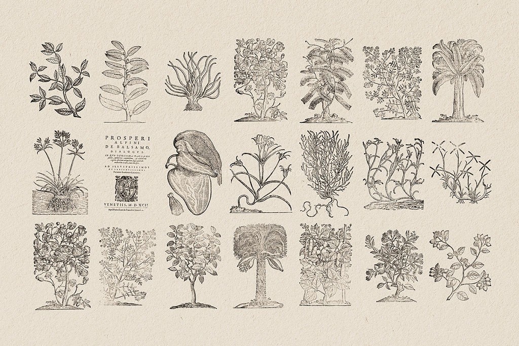 126幅复古植物铜版矢量插画 AI PNG格式