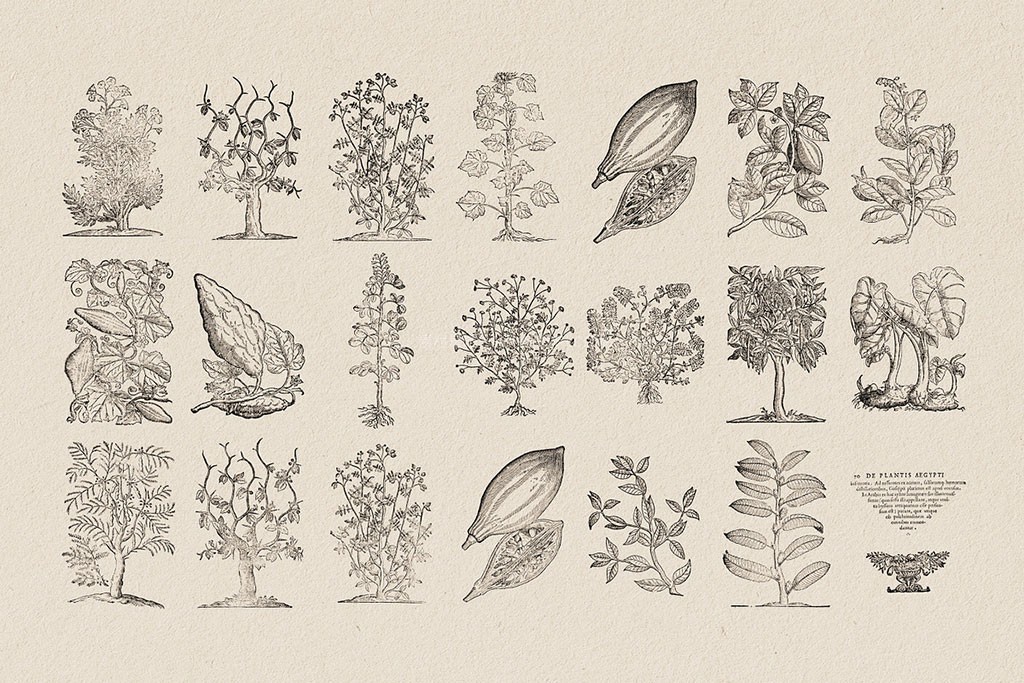 126幅复古植物铜版矢量插画 AI PNG格式