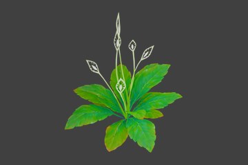 花水绿叶植株