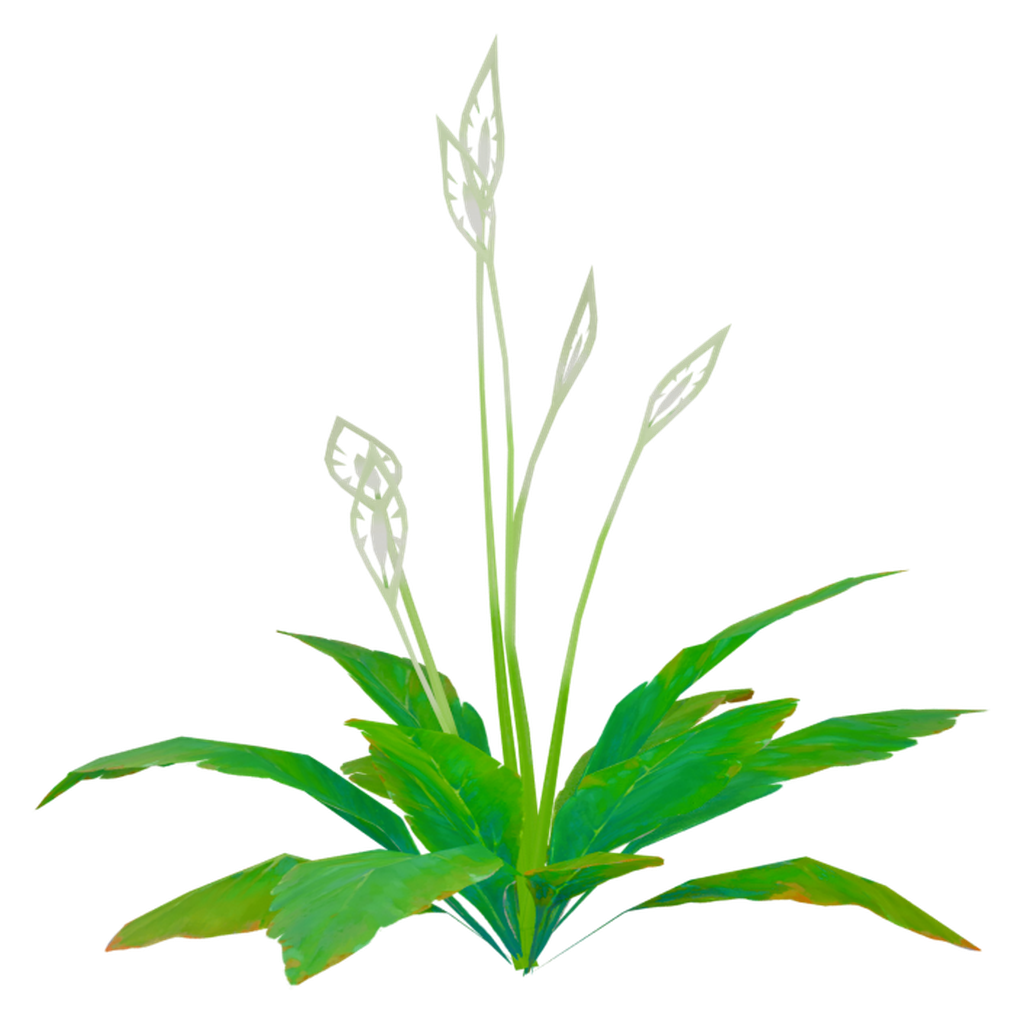 花水绿叶植株 · 正立面 / 侧面平视