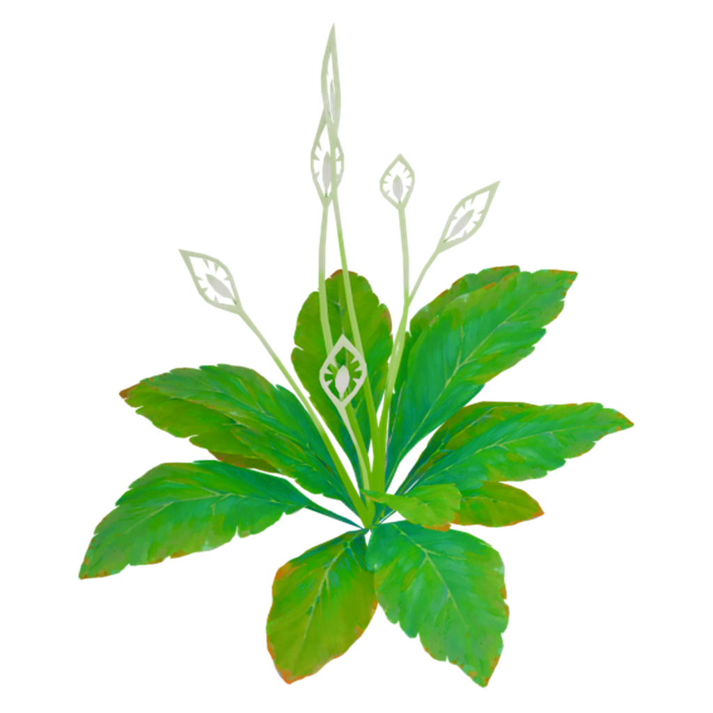 花水绿叶植株