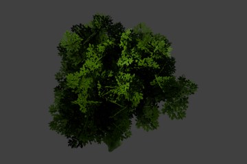 苹果树