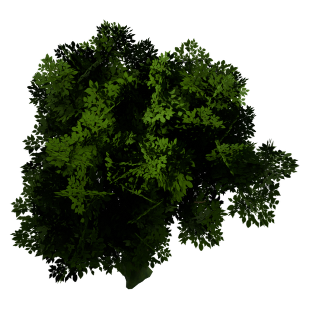 苹果树