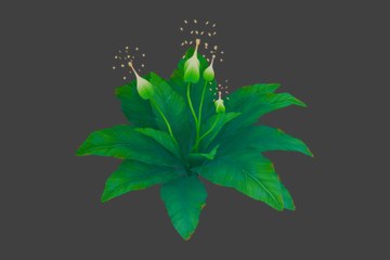 雪白花序宽叶植株