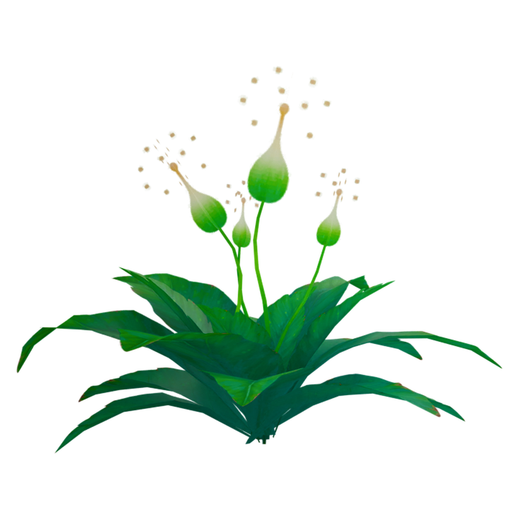 雪白花序宽叶植株 · 正立面 / 侧面平视