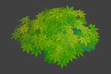 茂密野生灌木