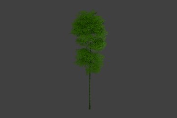 轻策高冠竹