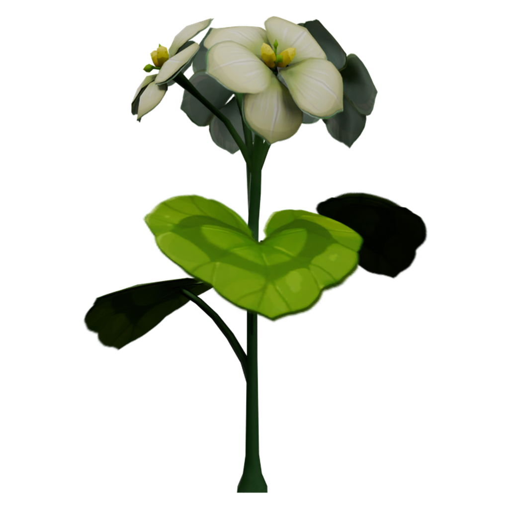 白花清心枝 · 正立面 / 侧面平视