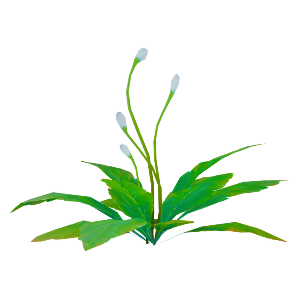 宽叶灌木 · 正立面 / 侧面平视