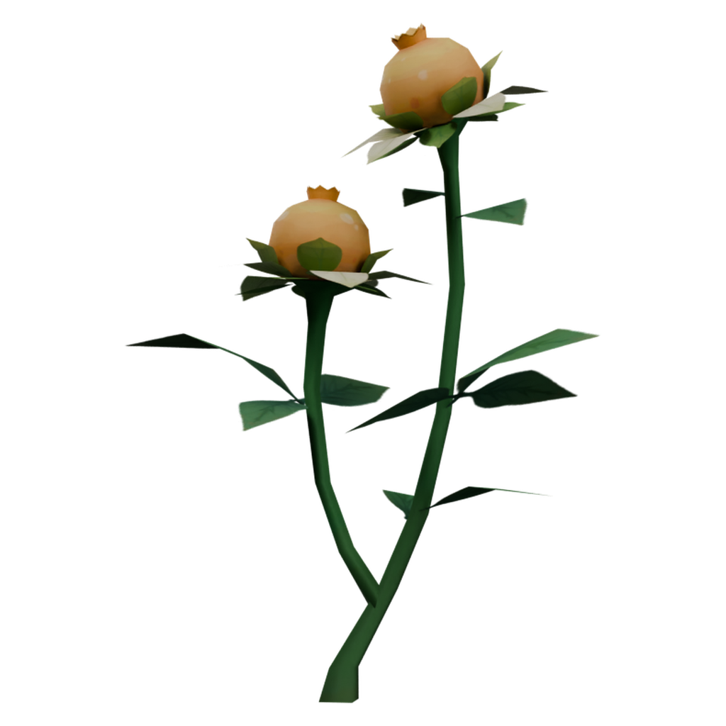 白瓣甜甜花 · 正立面 / 侧面平视
