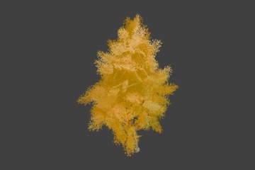 高桦树
