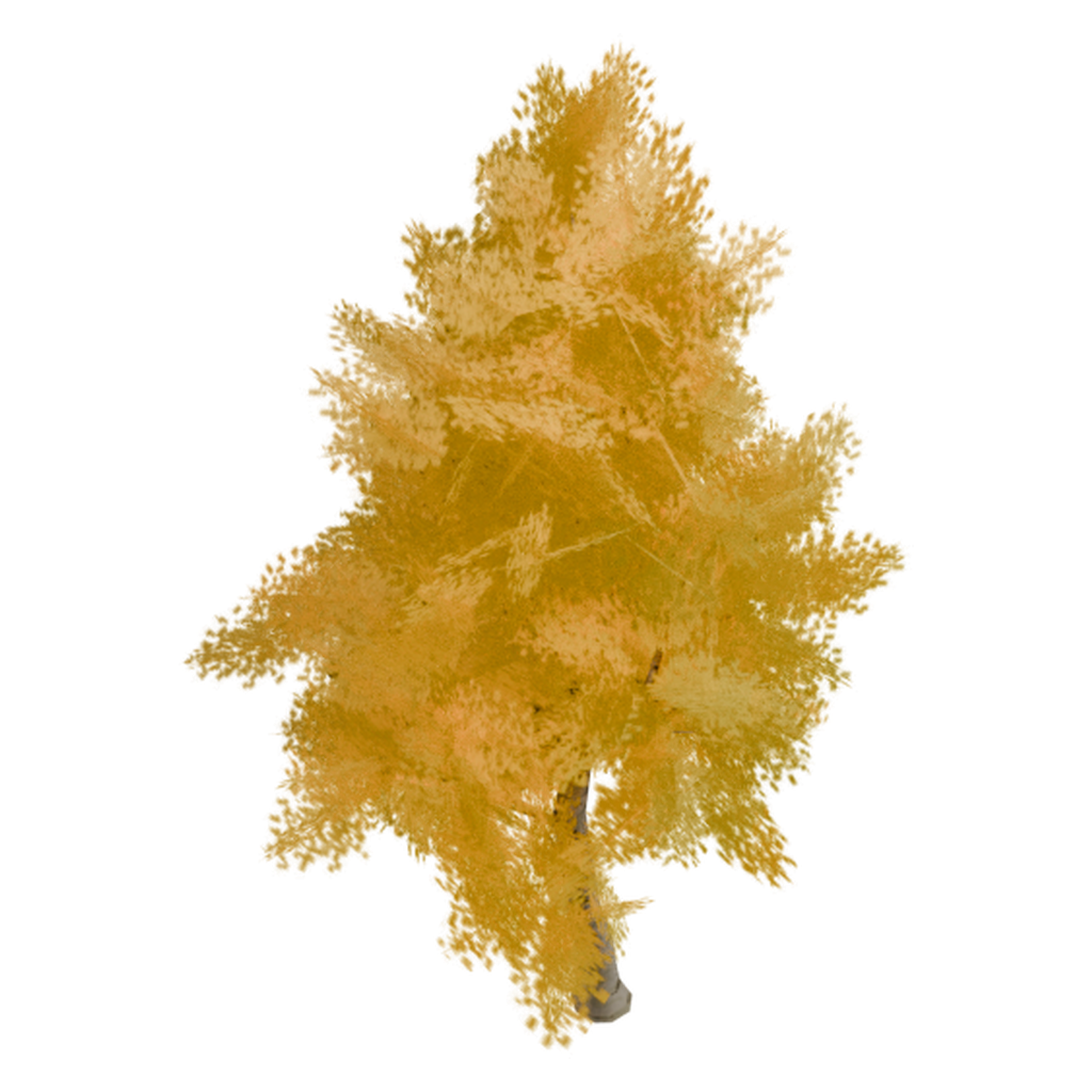 高桦树