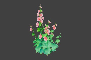 粉花庭院植物