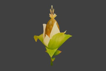 玉米植株