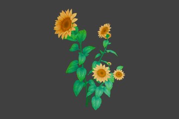 向日葵花丛