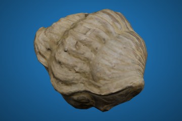 浅色壳纹化石