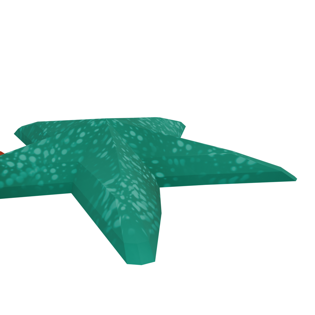 海星 · 局部特写