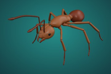 蚂蚁
