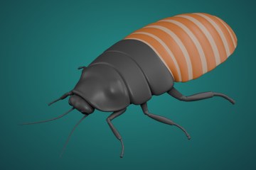 蟑螂
