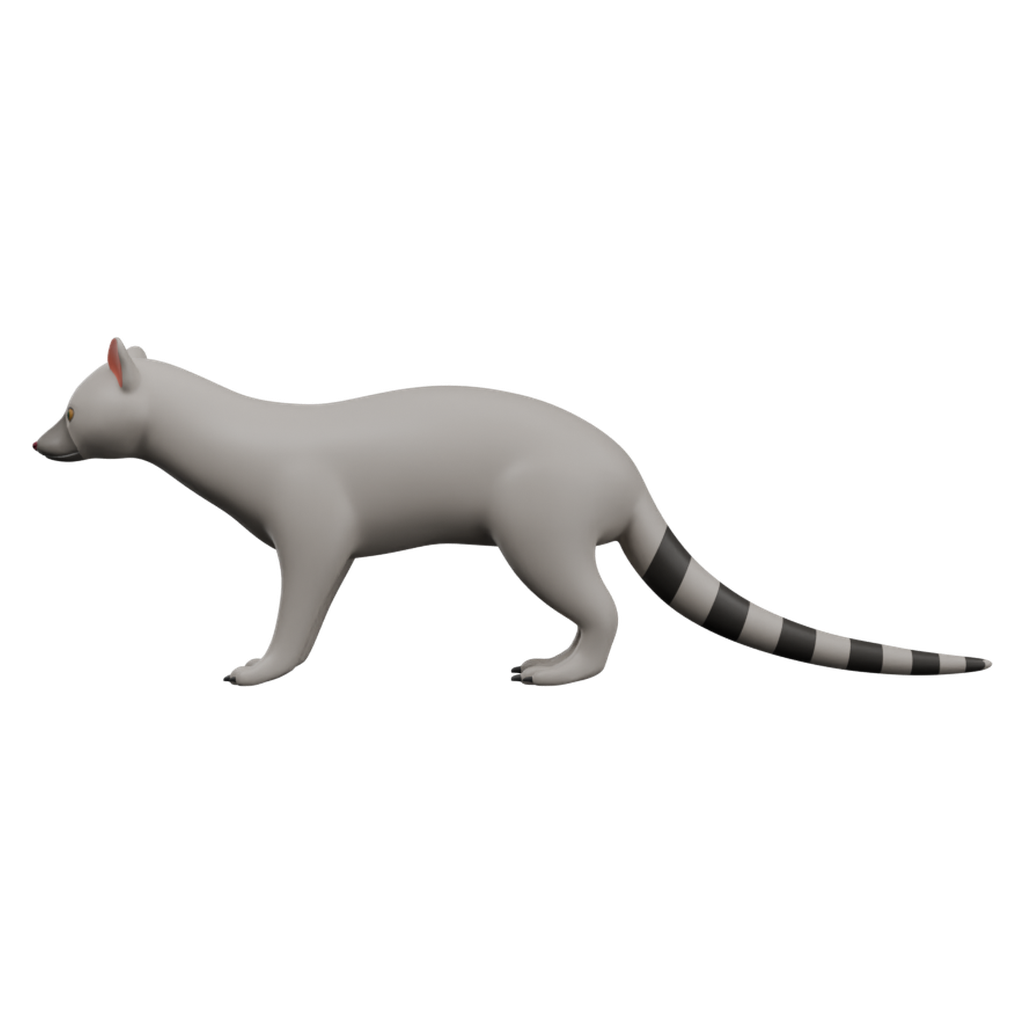 麝猫 · 正立面 / 侧面平视