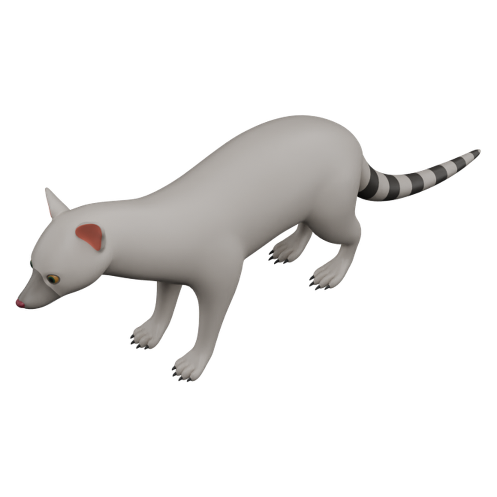 麝猫