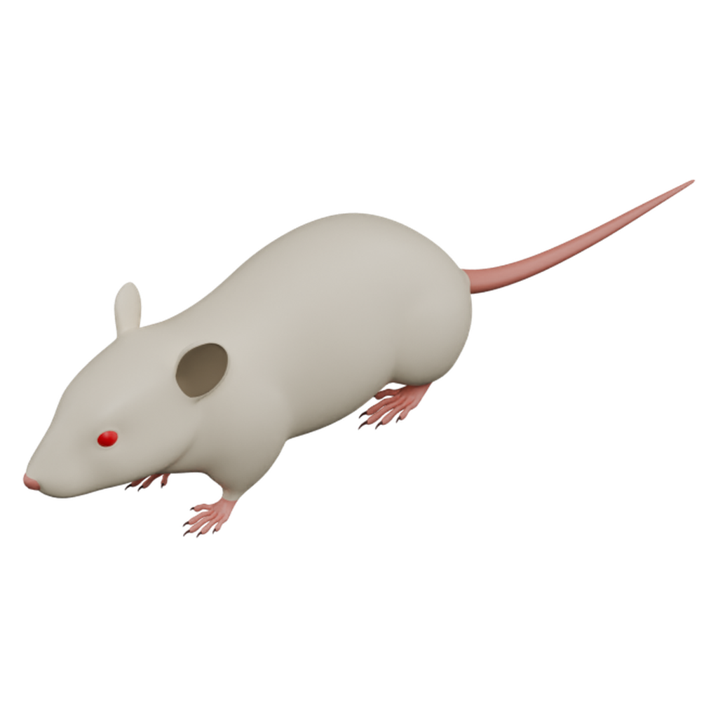小鼠