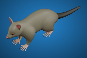 袋貂