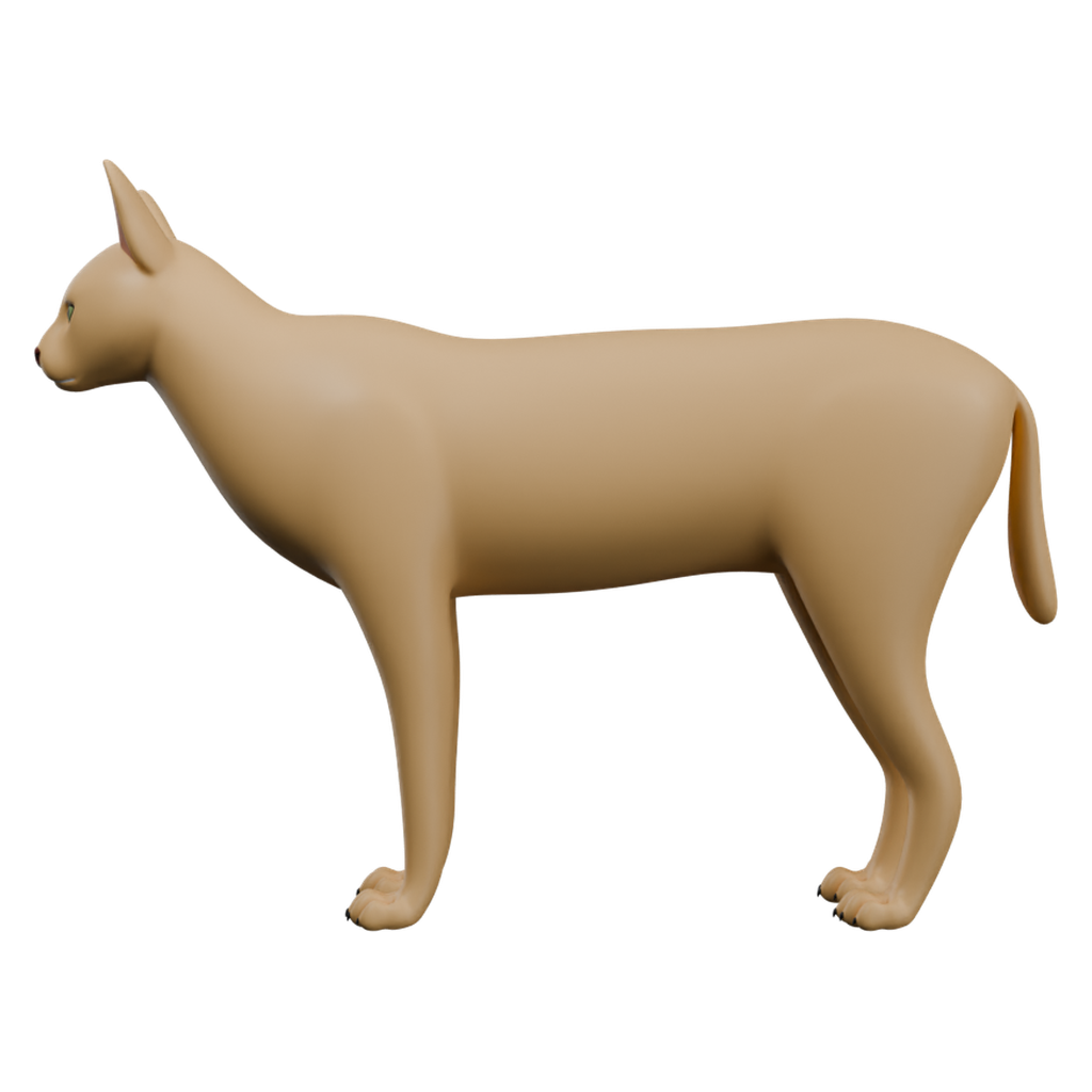 薮猫 · 正立面 / 侧面平视