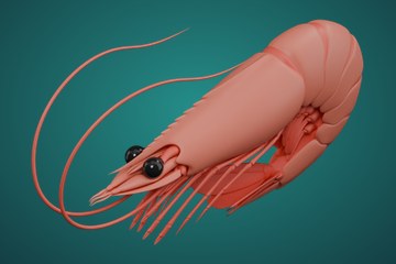 虾
