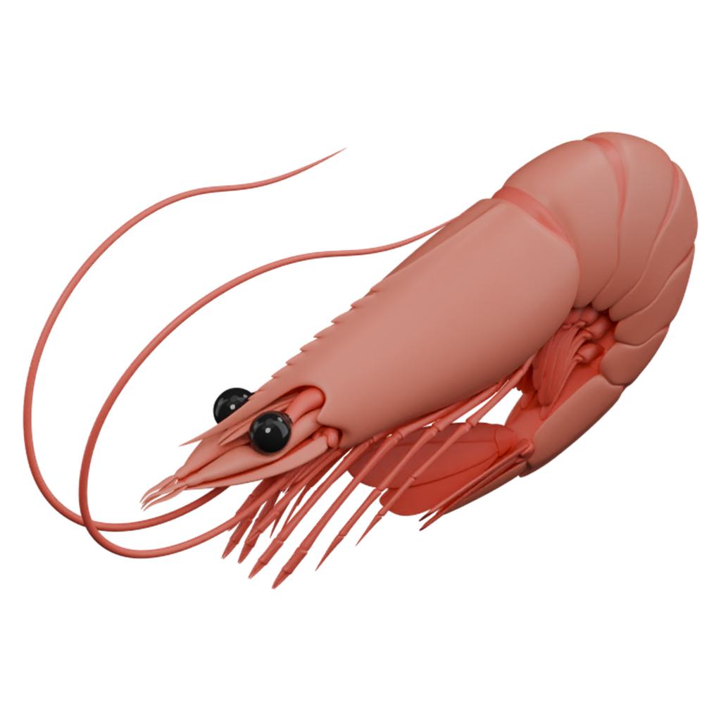 虾