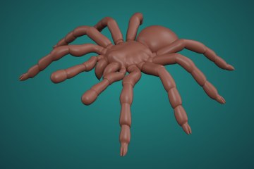 捕鸟蛛