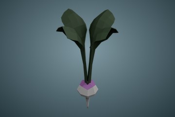 芜菁