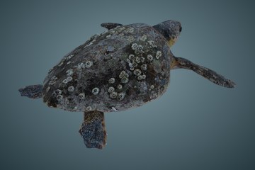 赤蠵龟