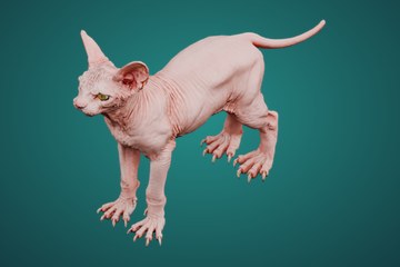 斯芬克斯猫