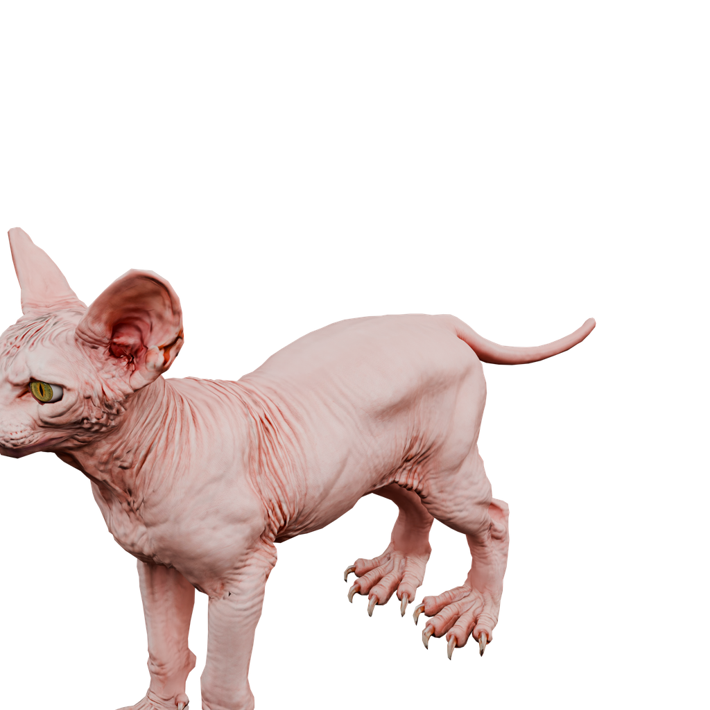 斯芬克斯猫 · 局部特写