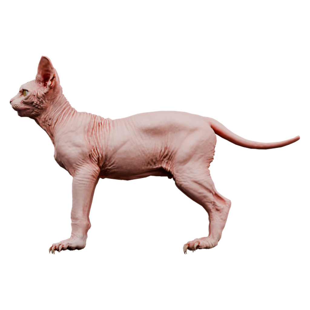 斯芬克斯猫 · 正立面 / 侧面平视