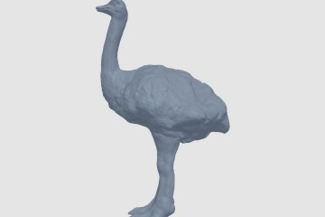鸵鸟 3D打印模型