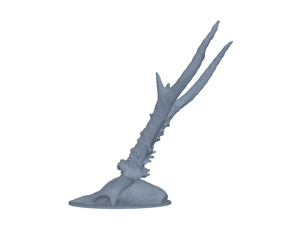 鹿头骨 3D打印模型