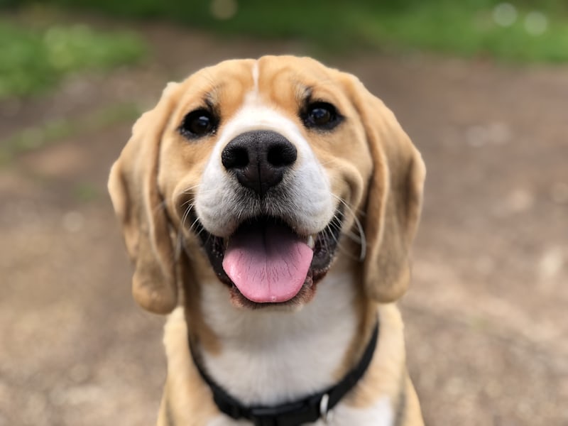 狗