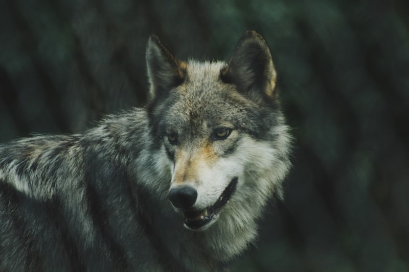 狼