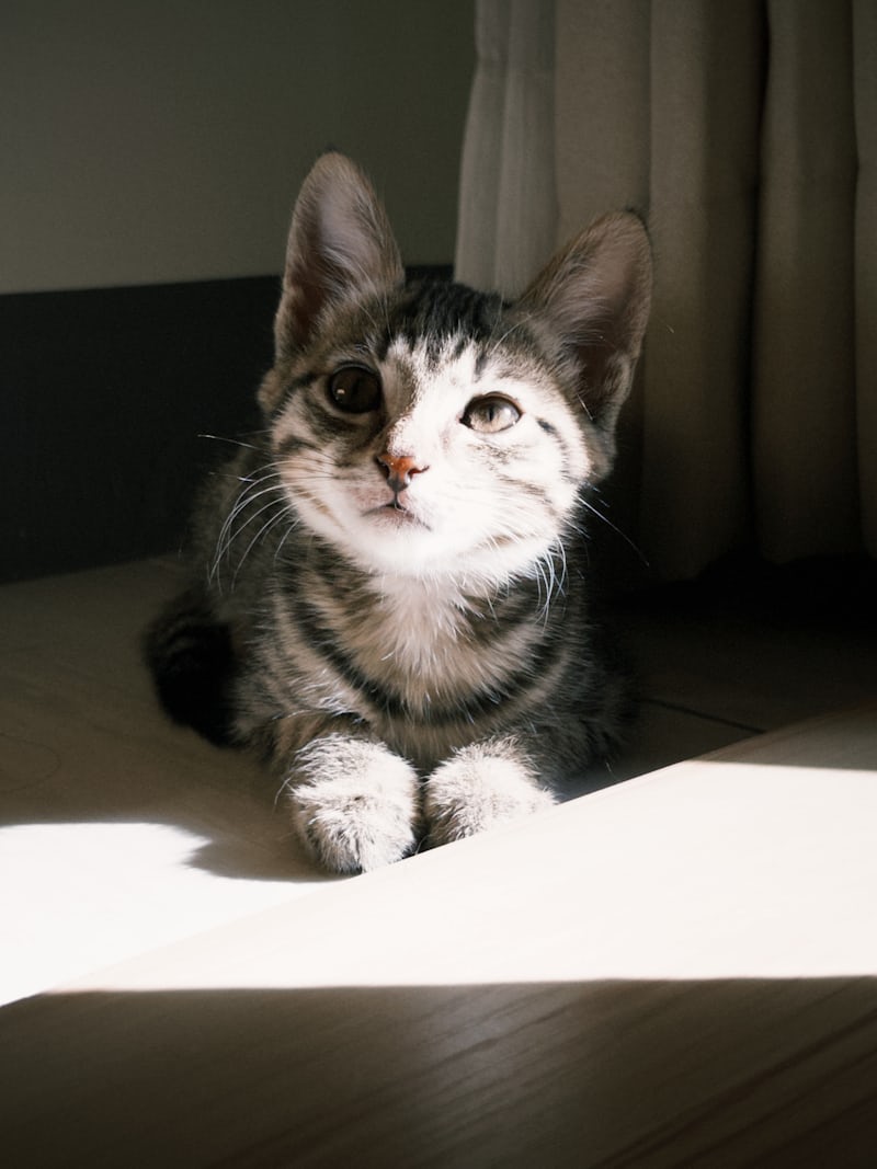 猫